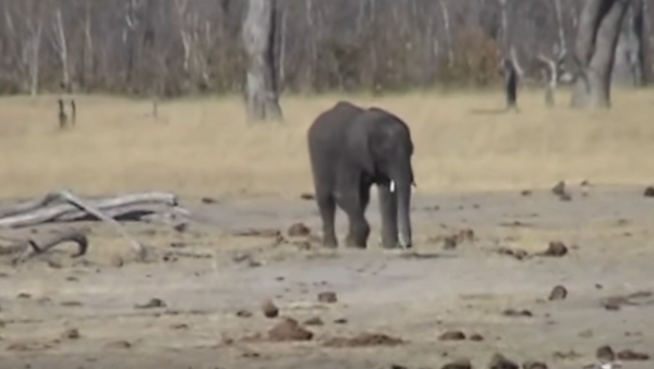 Три львицы напали на слоненка в национальном парке в Зимбабве - Sputnik Беларусь
