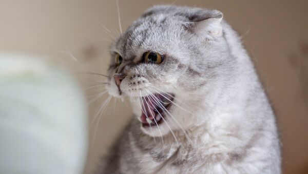 Злой кот, архивное фото - Sputnik Беларусь