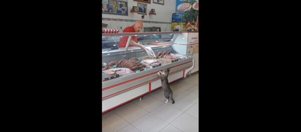Видеофакт: кот пришел в магазин, но не смог купить себе мясо - Sputnik Беларусь