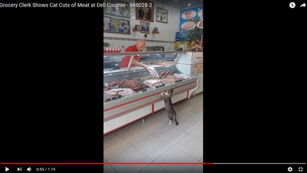 Видеофакт: кот пришел в магазин, но не смог купить себе мясо - Sputnik Беларусь