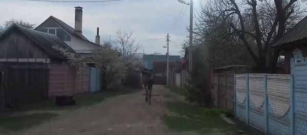 Лось в центре Бобруйска - Sputnik Беларусь