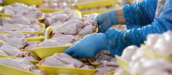 В бройлерном цехе на ОАО Агрокомбинате Дзержинский в Минской области - Sputnik Беларусь