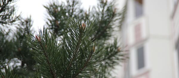 Многие жители Сокола переезжали сюда именно из-за чистого воздуха - Sputnik Беларусь