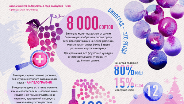 Польза и вред винограда – инфографика на sputnik.by - Sputnik Беларусь