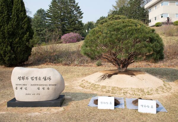 Дерево, которое выбрали для посадки, проросло в 1953 году - Sputnik Беларусь