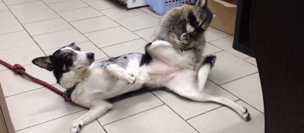 Енот Яша - звезда ветклиники в Ростове-на-Дону - Sputnik Беларусь