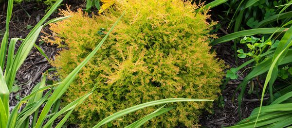 Декоративная туя - Sputnik Беларусь