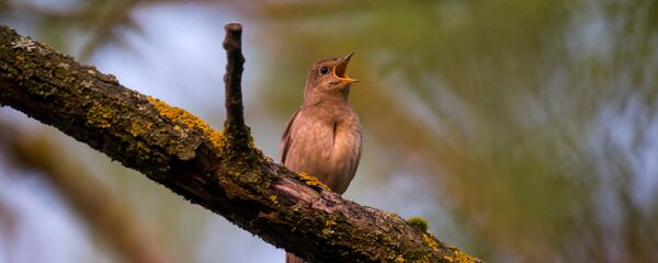 Соловей в минском парке - Sputnik Беларусь