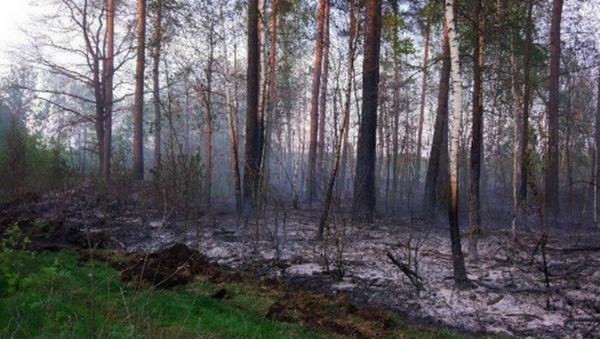В Житковичском районе мужчина получил ожоги из-за лесного пожара - Sputnik Беларусь