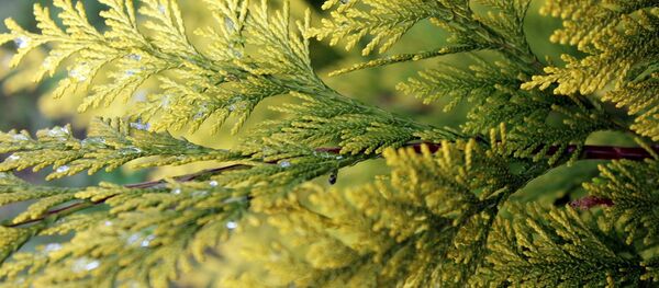 Ветка туи - Sputnik Беларусь