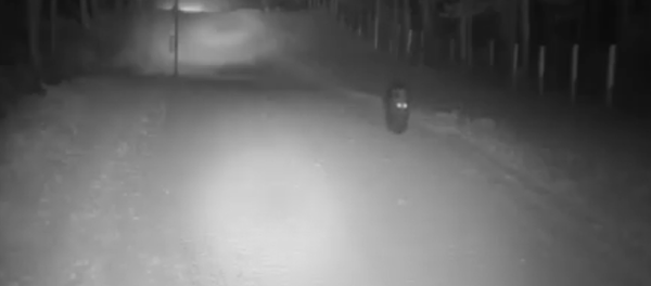 Медведь гуляет вдоль белорусско-литовской границы - Sputnik Беларусь