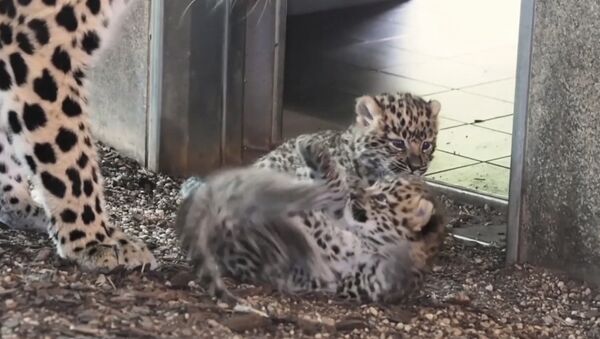 В венском зоопарке родились детеныши амурского леопарда - Sputnik Беларусь