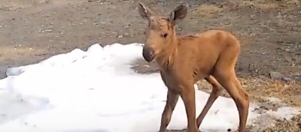 Лосенок вышел на автобусную остановку под Петрозаводском Лосенок вышел на автобусную остановку под Петрозаводском - Sputnik Беларусь