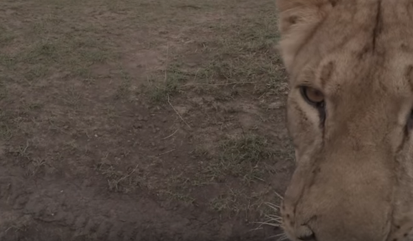 В Кении львица украла камеру у съемочной группы - Sputnik Беларусь