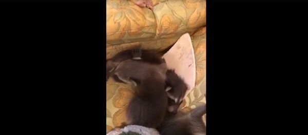 Разгромить енотам дом американца не помешала даже полиция и пожарные - Sputnik Беларусь