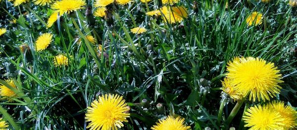 Дзьмухаўцы - Sputnik Беларусь