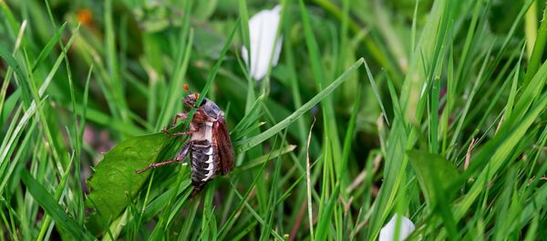 Майскі жук, архіўнае фота Майскі жук, архіўнае фота - Sputnik Беларусь
