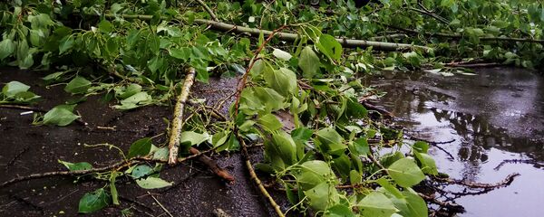 Сломанные ветки, архивное фото - Sputnik Беларусь