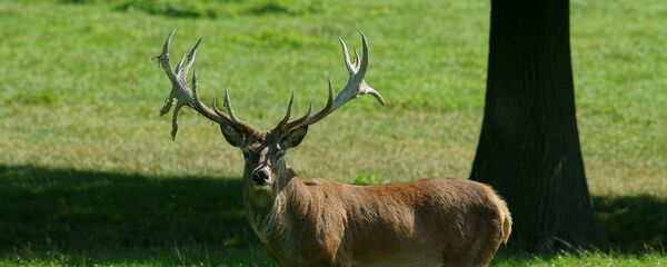 Благородный олень, архивное фото Благородный олень, архивное фото - Sputnik Беларусь