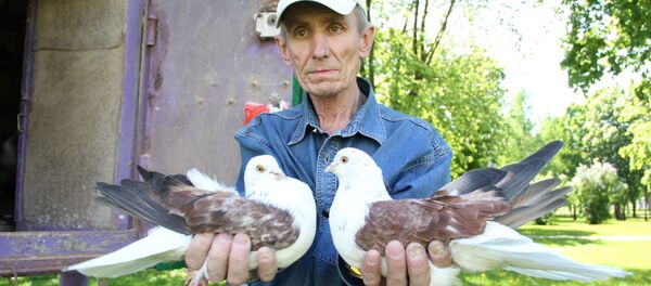 Голубевод Виктор Шарыпенко - Sputnik Беларусь