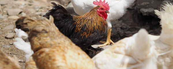 Куры в крестьянском фермерском хозяйстве - Sputnik Беларусь
