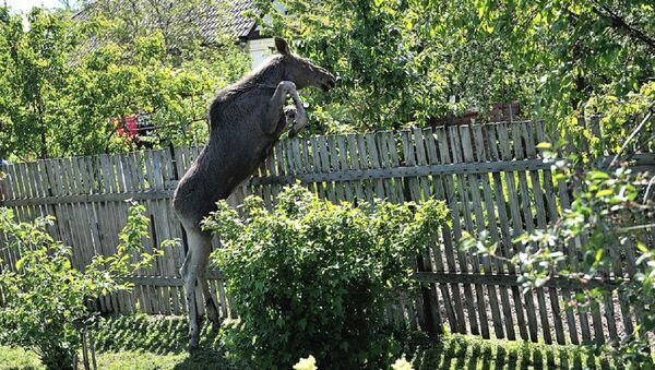Лосиха пытается убежать по огородам - Sputnik Беларусь