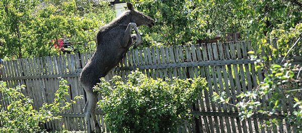 Лосиха пытается убежать по огородам - Sputnik Беларусь