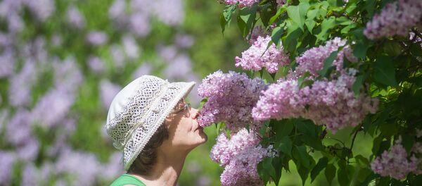 Сирень - Sputnik Беларусь