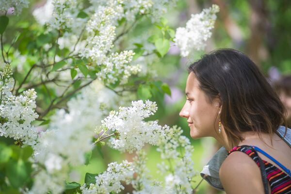 Ароматом сирени можно наслаждаться вечно - Sputnik Беларусь