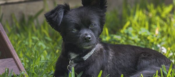 Щенок Щенок - Sputnik Беларусь