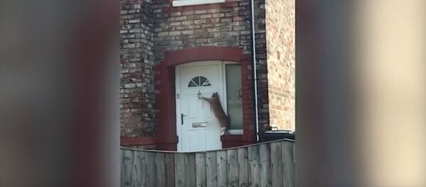 Cамая вежливая кошка в мире - Sputnik Беларусь