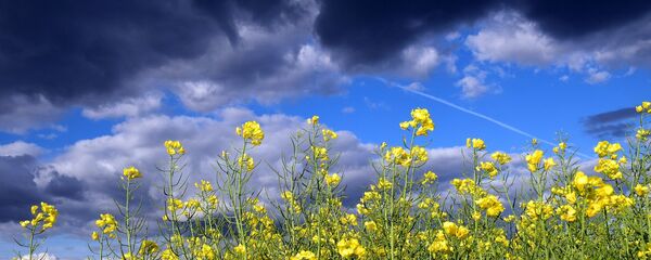 Перад навальніцай, архіўнае фота Перад навальніцай, архіўнае фота - Sputnik Беларусь