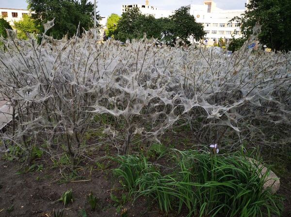 Опасные гусеницы-вредители атакуют Речицу - Sputnik Беларусь