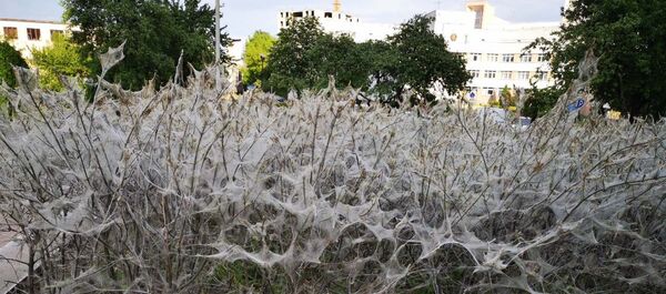 Кусты в паутине - Sputnik Беларусь