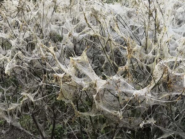 Кусты в паутине - Sputnik Беларусь