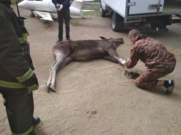 Лесного гостя пришлось усыпить, но после обследования у ветеринара его вывезут в лес и отпустят на свободу - Sputnik Беларусь