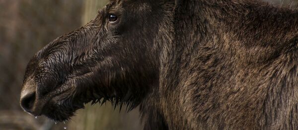 Лось - Sputnik Беларусь