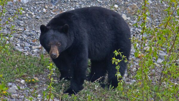 Черный медведь, архивное фото - Sputnik Беларусь