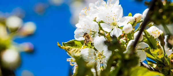 Цветы черешни, архивное фото Цветы черешни, архивное фото - Sputnik Беларусь