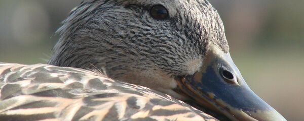 Качка Качка - Sputnik Беларусь