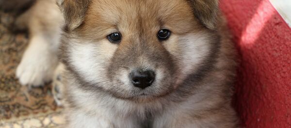 Щенок - Sputnik Беларусь