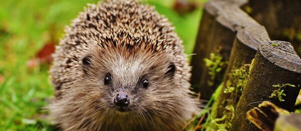 Ежик возле забора Ежик возле забора - Sputnik Беларусь