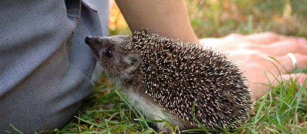 Среди ежей могут встретиться дружелюбные особи - Sputnik Беларусь