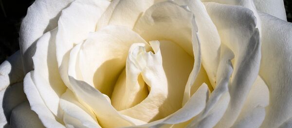 Белая роза, архивное фото - Sputnik Беларусь