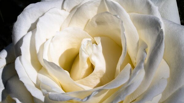 Белая роза, архивное фото - Sputnik Беларусь