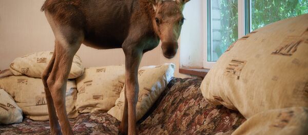 Ласяня, архіўнае фота - Sputnik Беларусь