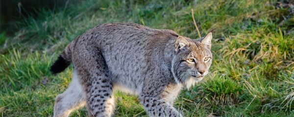 Рысь в дикой природе, архивное фото - Sputnik Беларусь