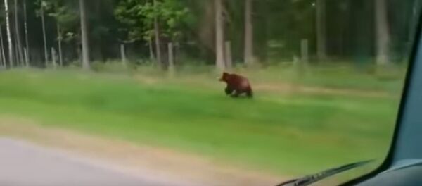 Буры мядзведзь заўважаны каля Мінска - Sputnik Беларусь