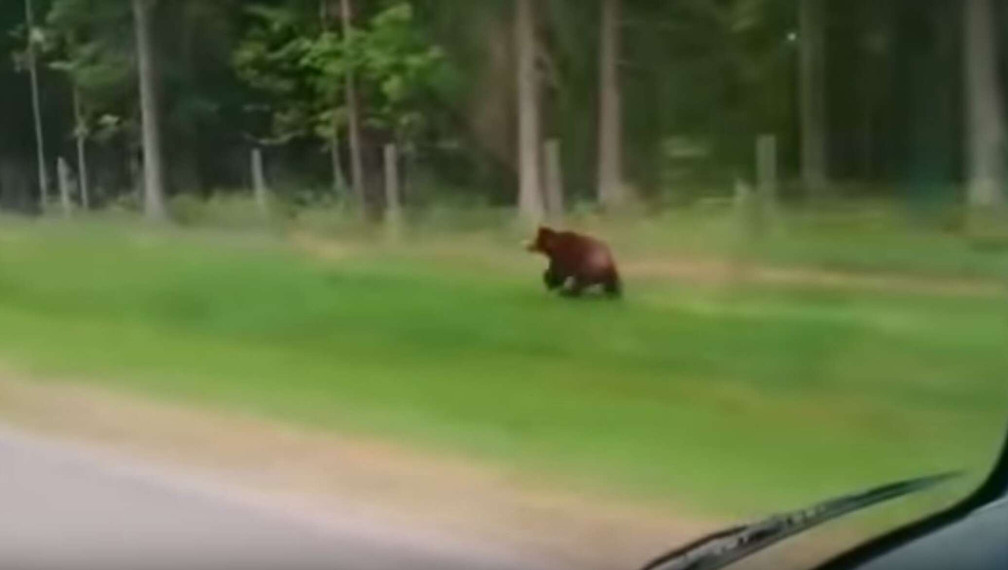 Скорость бега медведя в км ч. Медведь бежит по Северодвинску. Медведи в Белоруссии. В Янаульском районе пробегал медведь. Как бегают медведи видео.