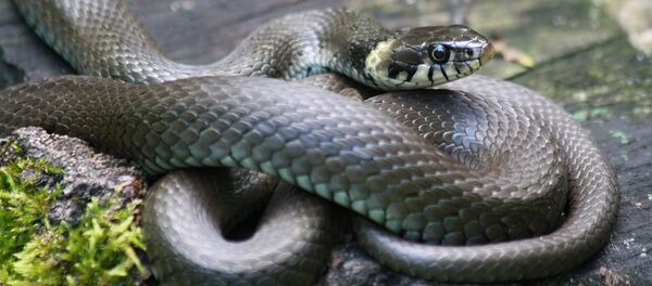 Уж - Sputnik Беларусь